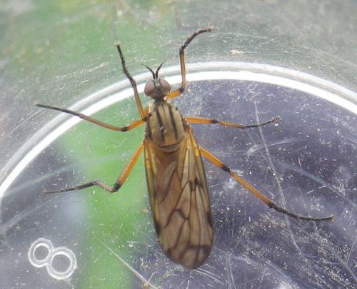 Empis sp.